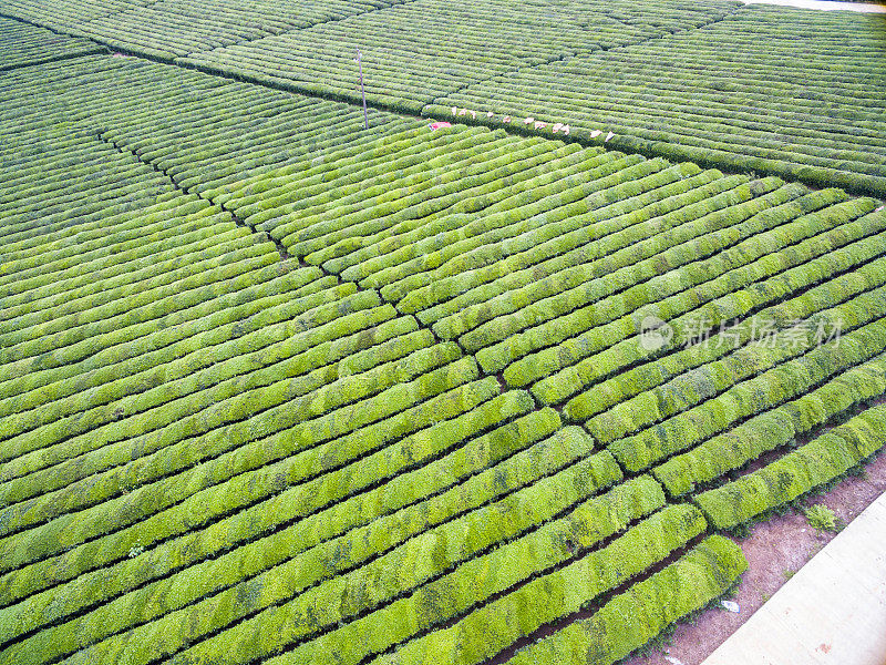 茶叶生长在晴天鸟瞰图
