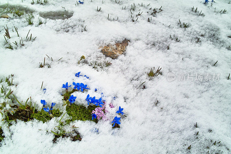 白雪覆盖的草地上开着龙胆花