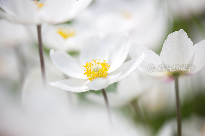 雪莲银莲花(银莲花sylvestris)在春季与黑色背景