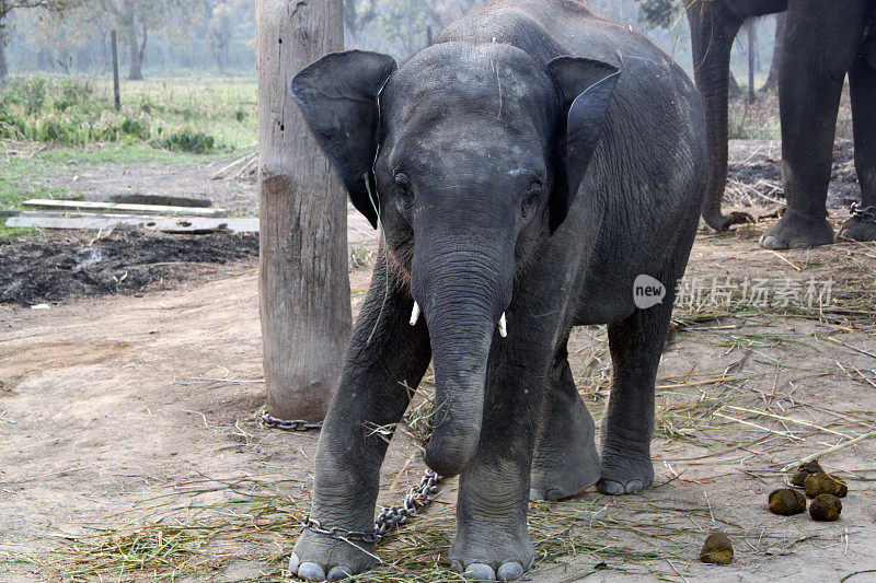 尼泊尔:Bharatpur的大象饲养中心
