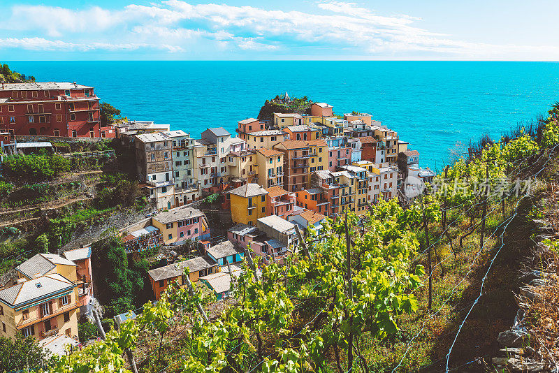 葡萄园在Manarola