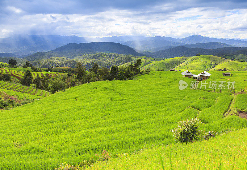 在泰国清迈的雨季，新鲜的绿色稻田和多云的天空。