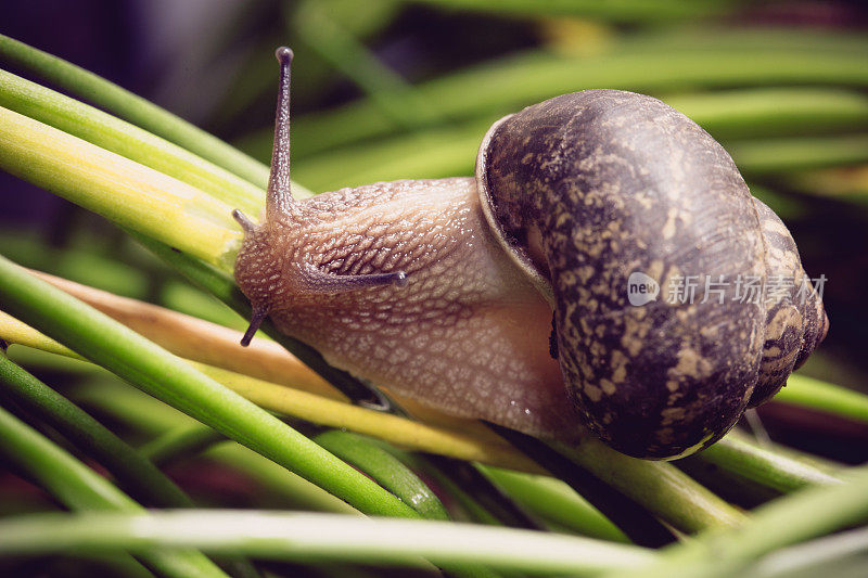 花园蜗牛在植物上的特写