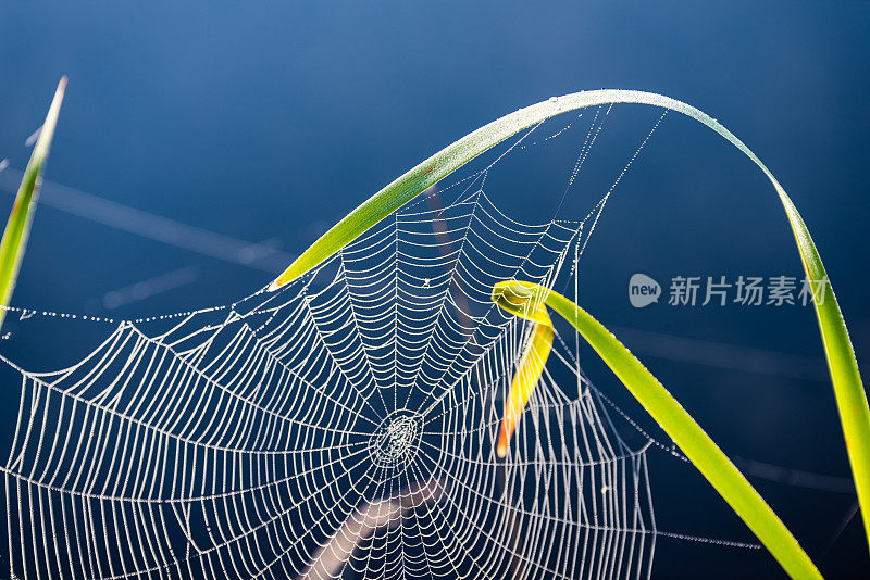 美丽的蜘蛛网和露珠