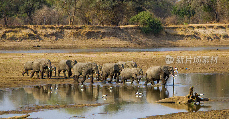 象群正在赞比亚过河