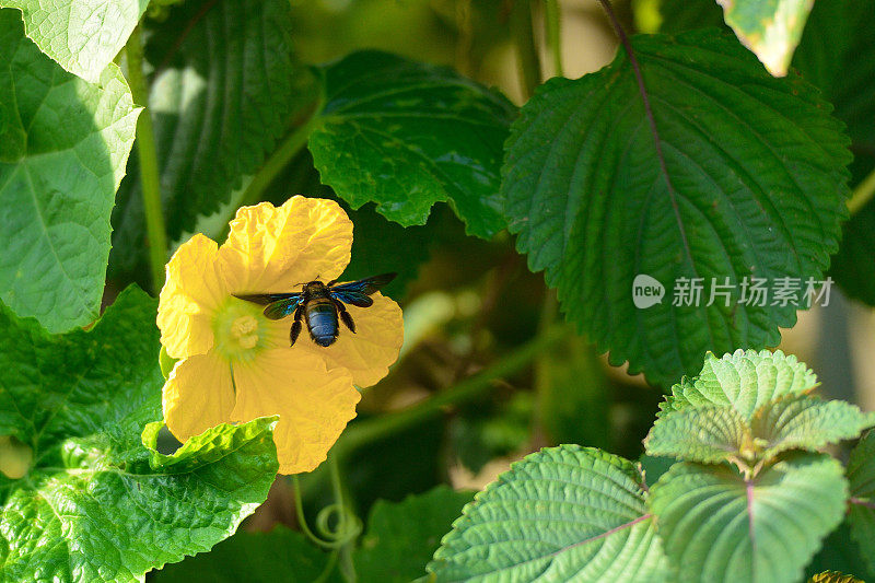 野蜜蜂从冬瓜花中采集花蜜