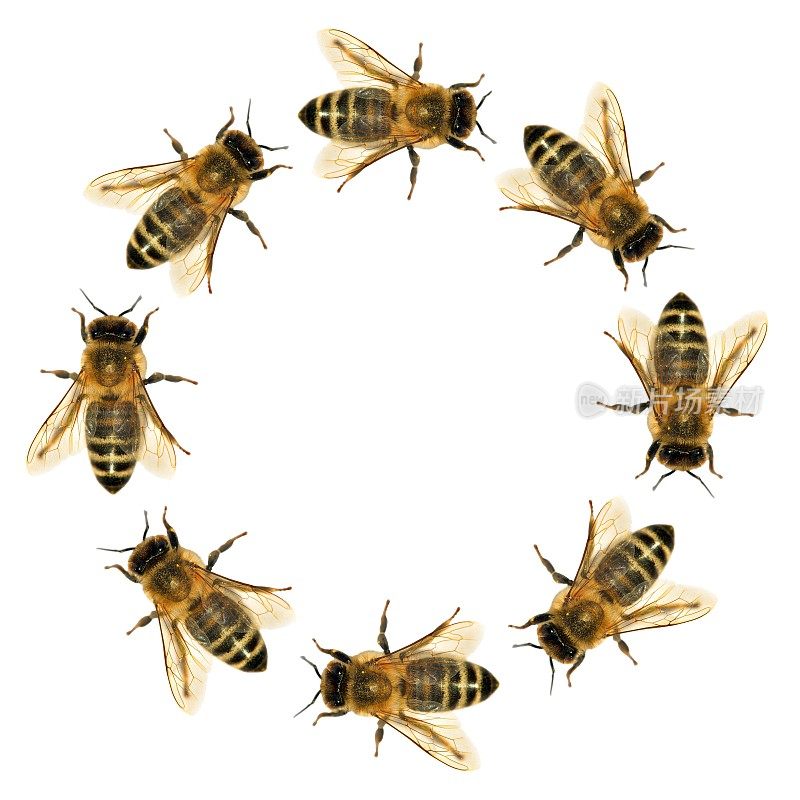 一群蜜蜂或圆圈中的蜜蜂