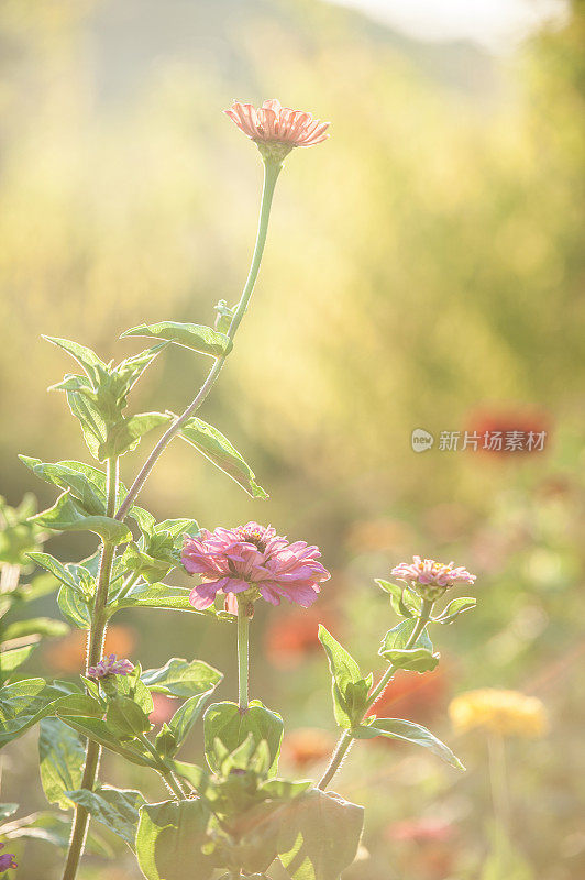 阳光下花园里五颜六色的百日菊