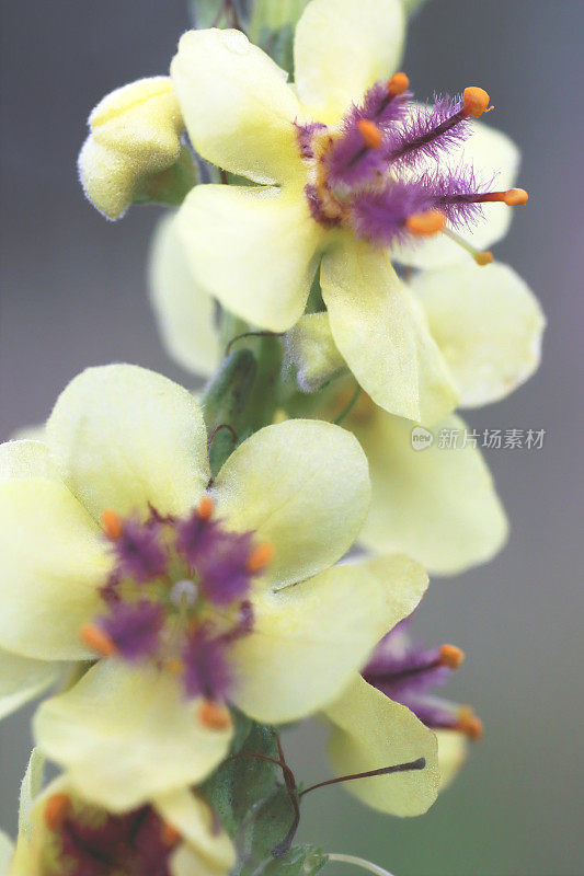 黑毛蕊花