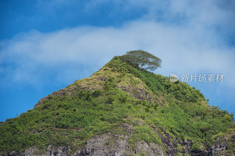 夏威夷山与树