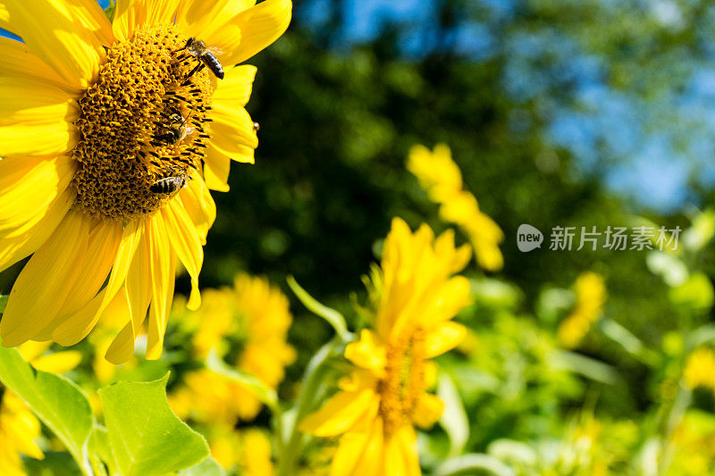 三只蜜蜂在向日葵的侧面观看