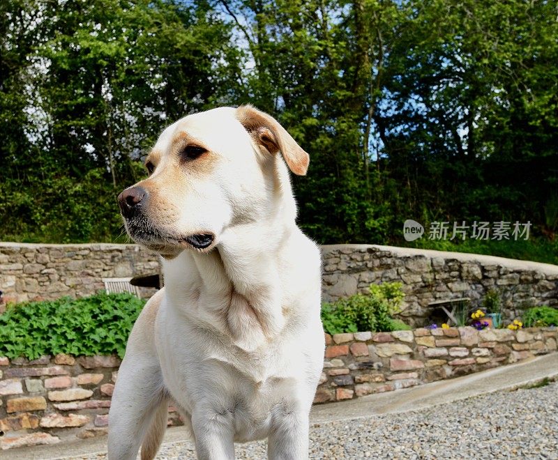 英国乡村的拉布拉多寻回犬