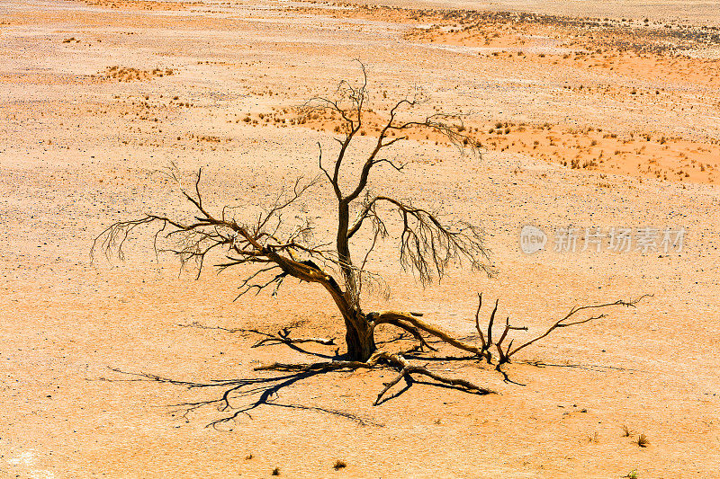 死树和沙丘，Sossusvlei，纳米比亚