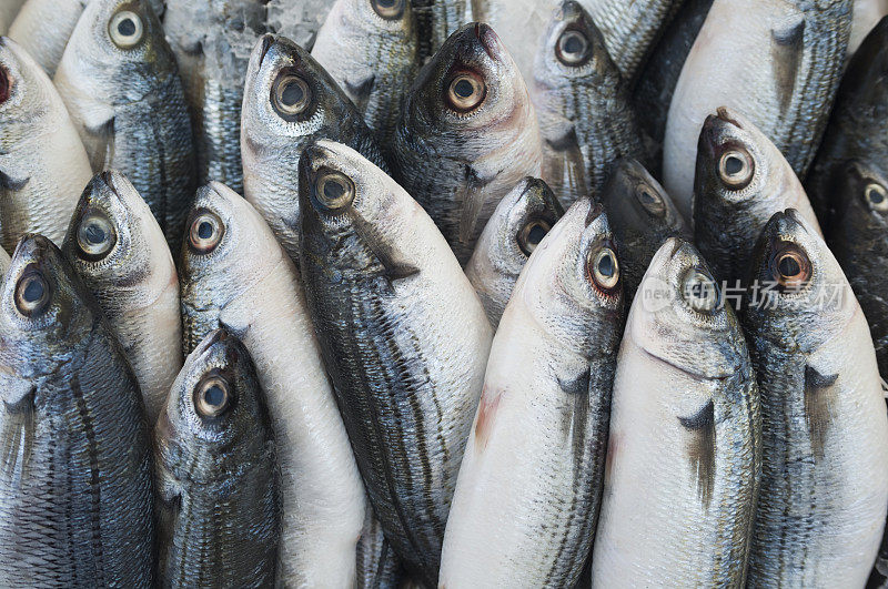 鱼类市场的各种新鲜鱼类和海鲜