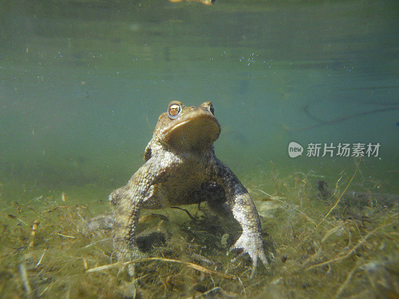 常见的蟾蜍水下