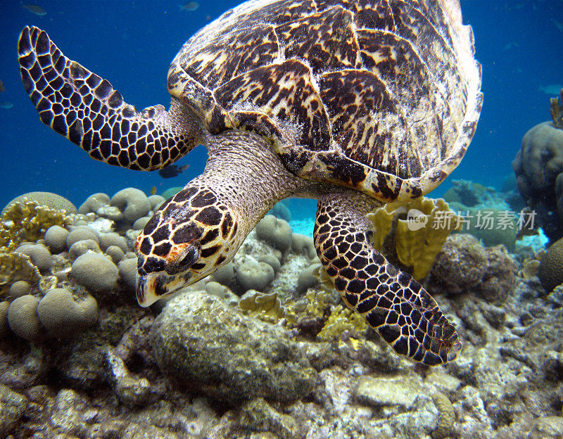 玳瑁龟，水下珊瑚礁，博内尔，加勒比