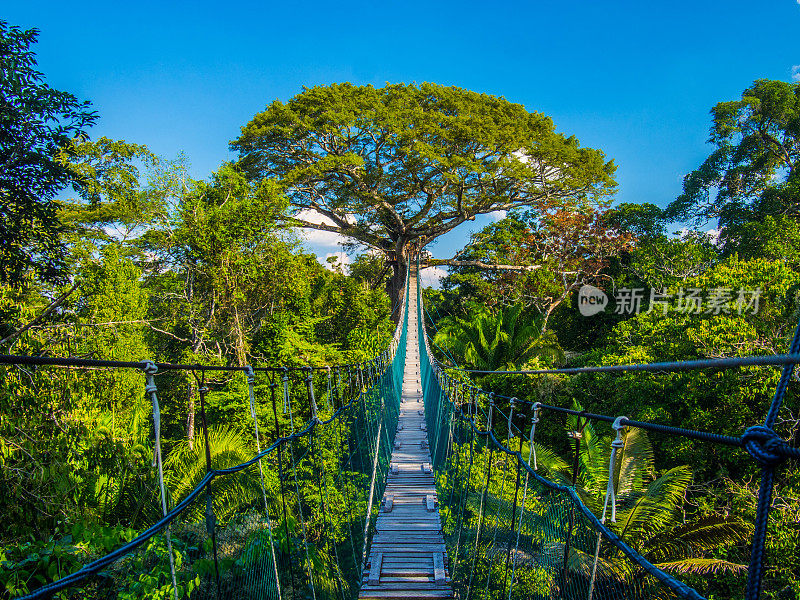 通往地球母亲的道路，在一个高高的吊桥在亚马逊树冠，秘鲁