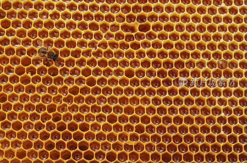 蜜蜂在蜂巢。