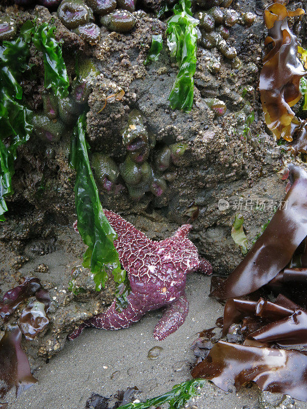 紫色海星，海洋生物，海葵，海藻，岩石，奥林匹克海岸，华盛顿