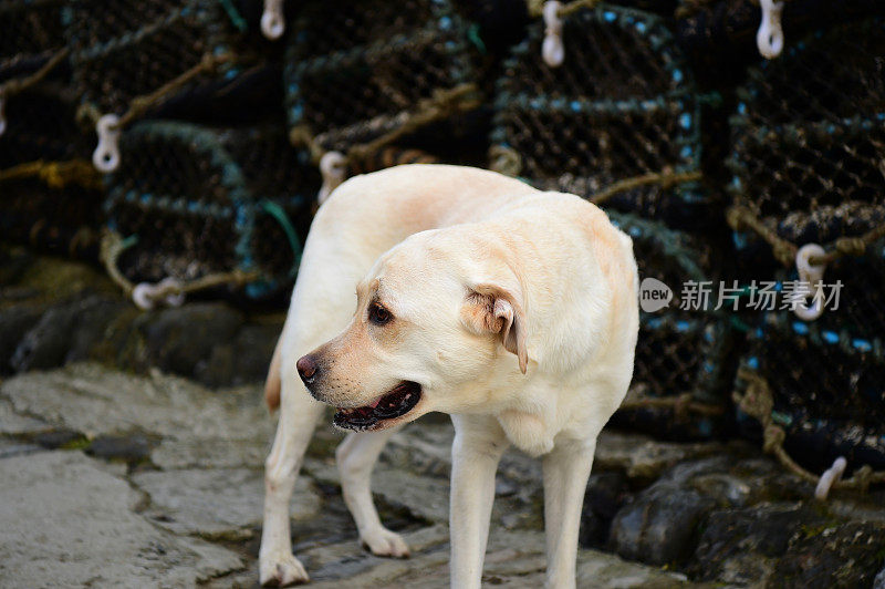 康沃尔一个渔村的拉布拉多寻回犬