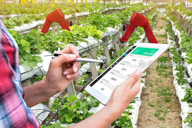 智能农业，垂直农场，传感器技术概念。农民手用药片监测草莓农场土壤的温度、湿度、压力和光照，并控制ai机器人手臂。