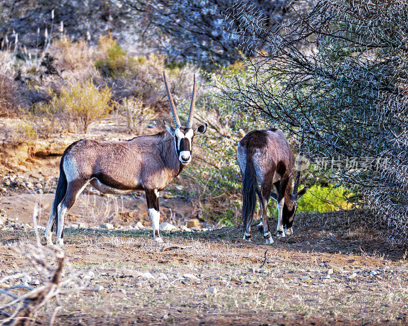 南非野生动物保护区的羚羊站在沼泽植被中看着摄像机