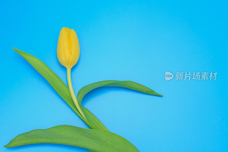 一个新鲜的黄色郁金香在蓝色柔和的背景。