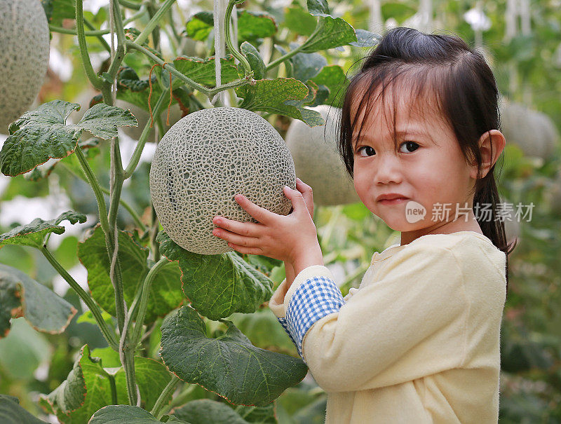 一个小女孩在甜瓜农场里抱着甜瓜。