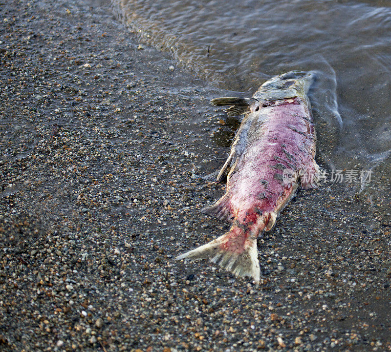 河边的鲑鱼尸体