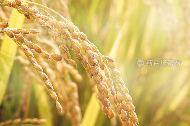 秋天在农场种植水稻的特写