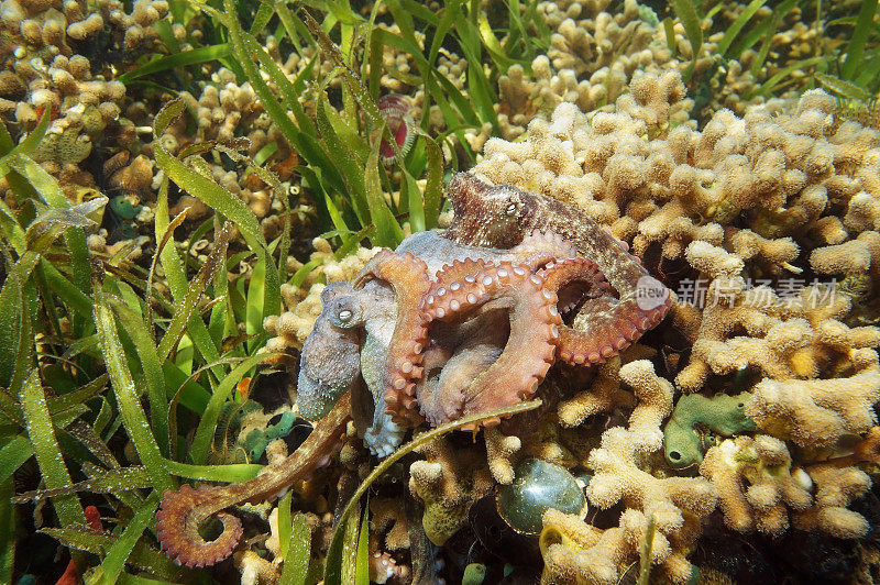 加勒比海礁章鱼交配