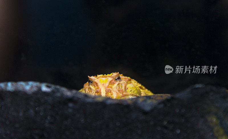 一只华丽的角蛙宝宝正躲在石头里。