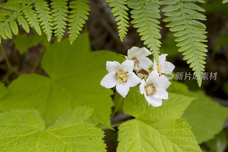 Timbleberry(悬钩子属植物parviflorus)