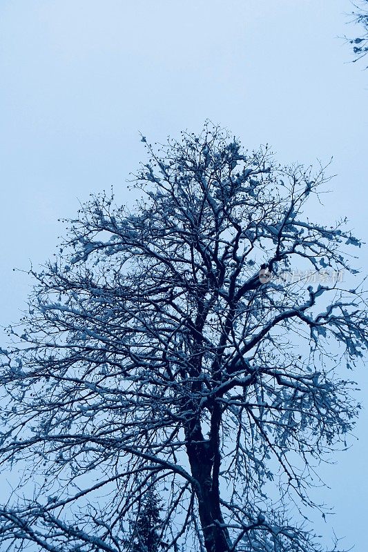 在欧洲阿尔卑斯山脉，冰雪覆盖的冬季景观和森林