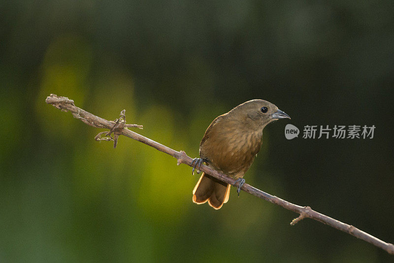 红宝石冠唐纳雀