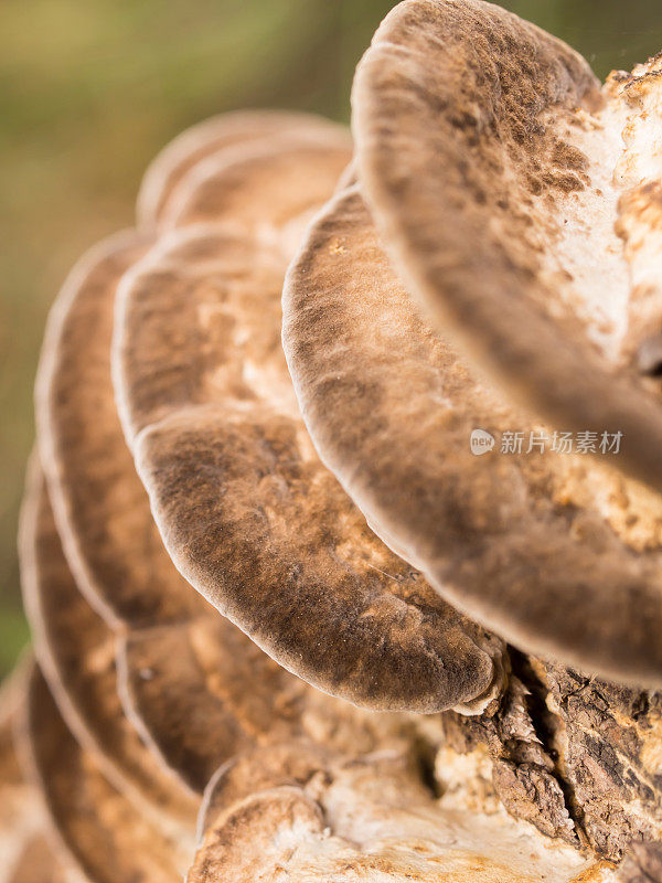 森林里木头上的棕色蘑菇的特写