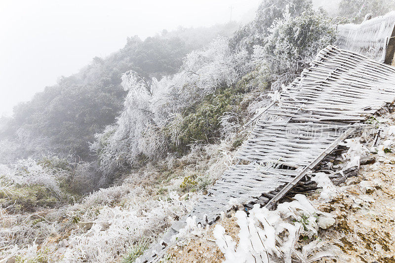 日落时，白雪覆盖了树木