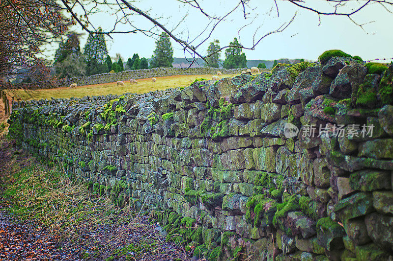 绵羊农场的干石墙