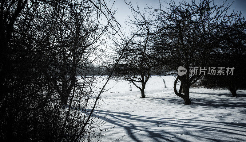 绿荫下的雪