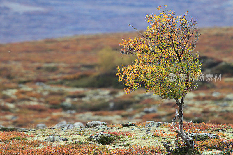 挪威Dovrefjell国家公园的秋天