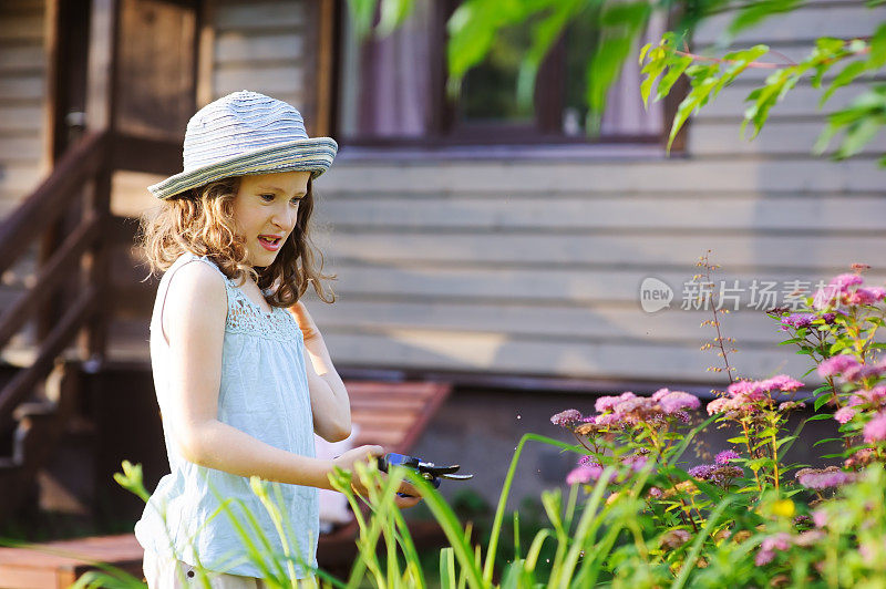 小园丁小女孩帮助修剪和修剪绣线菊在夏天的花园。季节性的院子里工作。