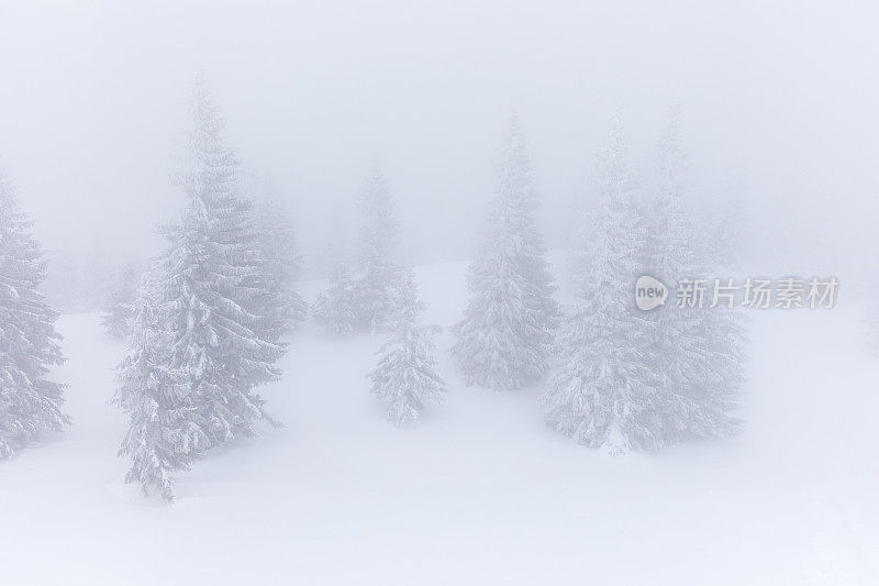 雾中白雪覆盖着常青树