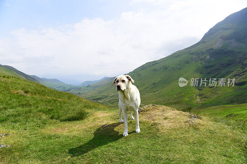 在湖区山区的拉布拉多寻回犬