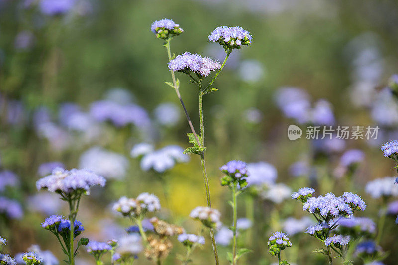 缅甸:紫色的野花