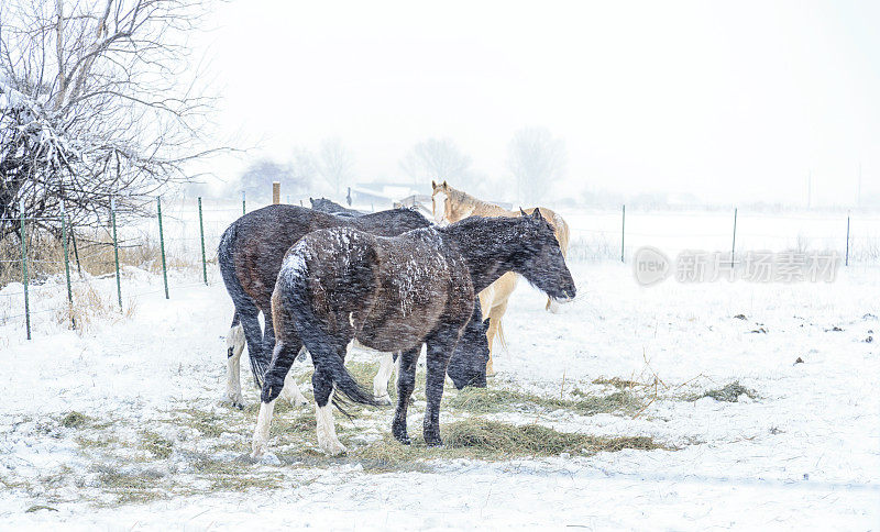 马在冬季冻结犹他州暴风雪暴风雪