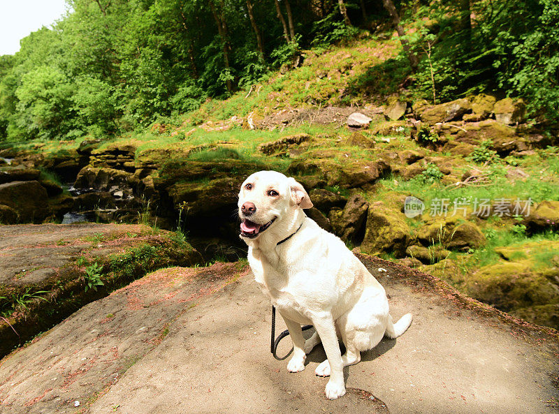 拉布拉多寻回犬