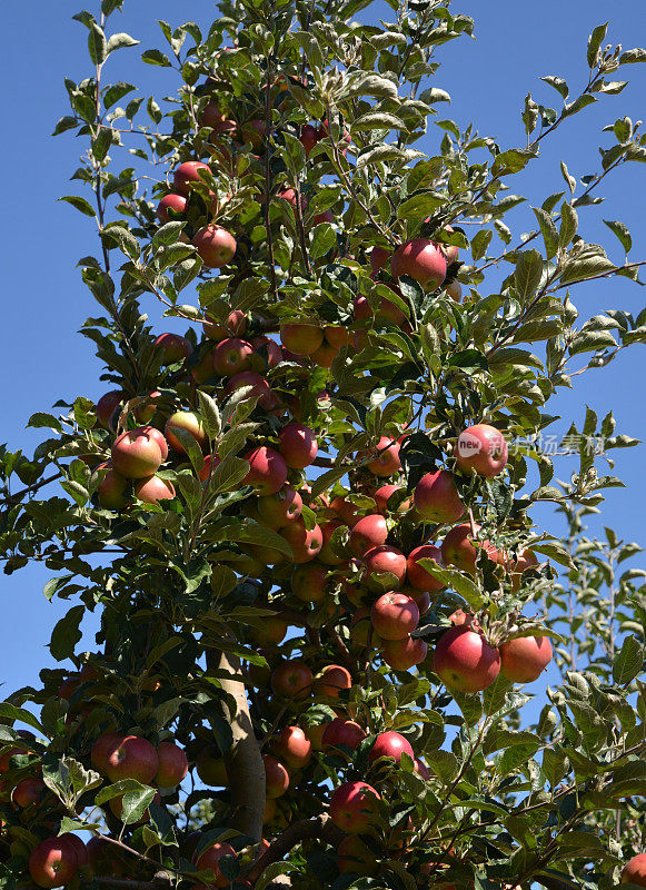 马其顿村的苹果树