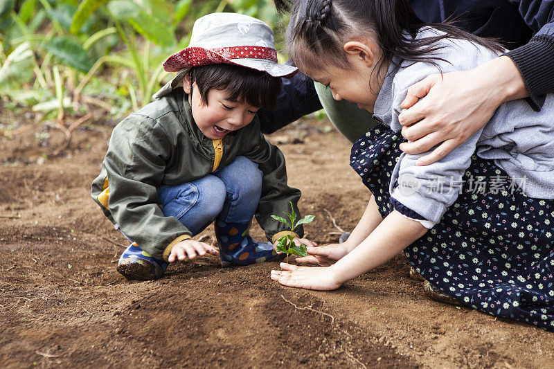 爸爸、漂亮女孩和漂亮男孩在农场里种苗。