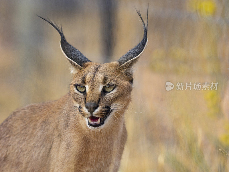 大草原沙漠中的猞猁