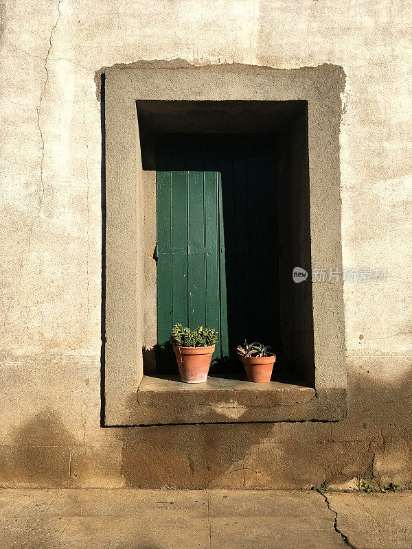 两盆植物